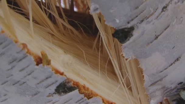 Goccia di linfa di betulla gocciolante dai rami - primo piano
 - Filmati, video