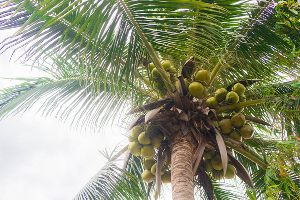 Ripe fresh coconut fruits hang on a palm tree. Bottom view against the sky background. Coconuts fall on people's heads. Dangerous situation on beach. - Photo, Image