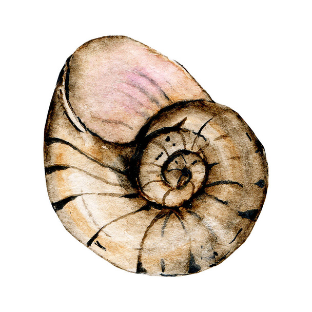 marine decor, watercolor painting shell isolated on white background - Fotó, kép