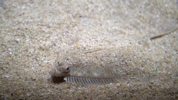 Flatfish - Pleuronectidae. Flat fish laying under the sand on the sea bottom, camouflage on the ocean floor. - Footage, Video