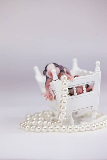 rats children little newborns on a white background in pearls. children in a white cradle. wooden cradle for babies. small crib. - Fotó, kép