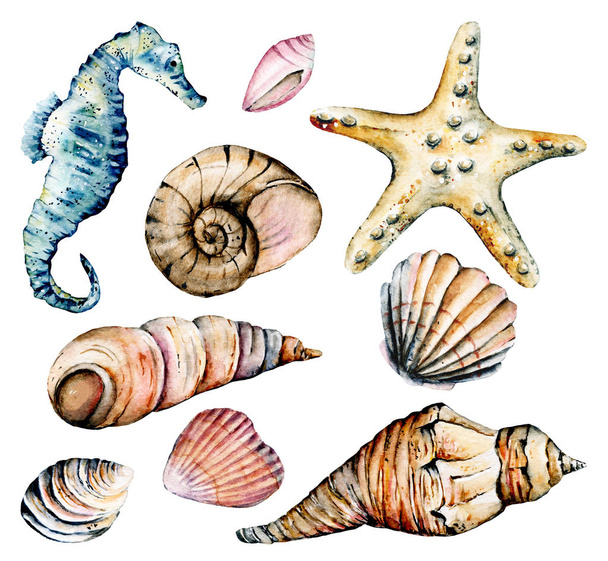 Seashells set, marine scenery. Watercolor seahorse, starfish and other shells. - Fotoğraf, Görsel
