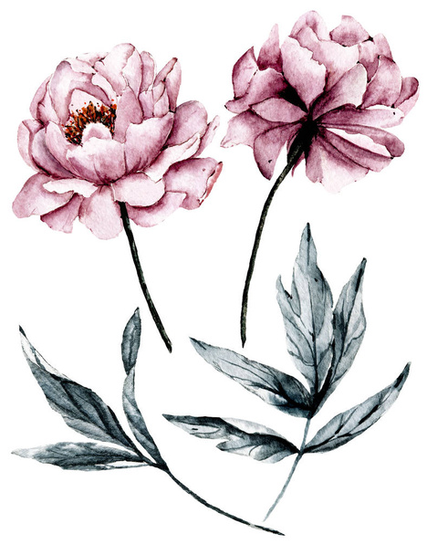 水彩画の花の図面、ヴィンテージ装飾のセット - 写真・画像