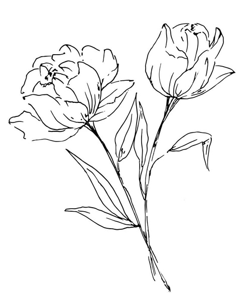 Floral line art, watercolor painting design flower, hand drawn sketch. - Fotografie, Obrázek