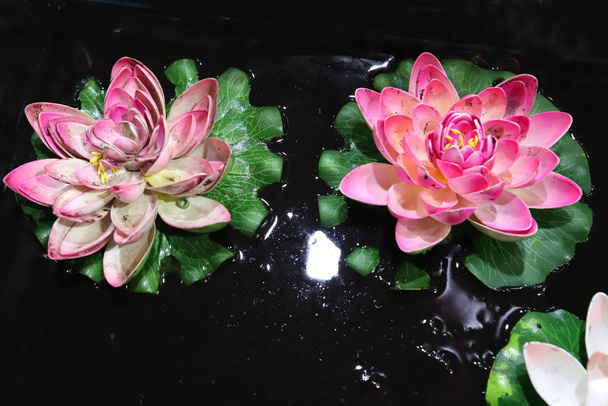 Fotografie van een mooie roze waterlelie of lotusbloem in een vijver - Foto, afbeelding