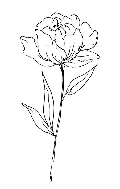 Floral line art, watercolor painting design flower, hand drawn sketch. - Фото, изображение