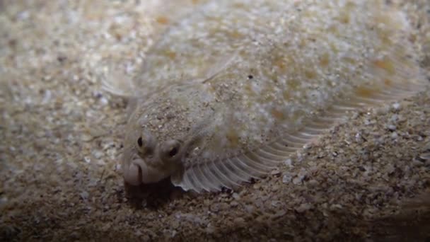 Flatfish Pleuronectidae. Peces planos tendidos debajo de la arena en el fondo del mar, camuflaje en el fondo del océano
. - Metraje, vídeo