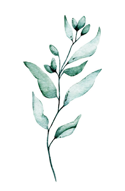 Watercolor green plant. Hand painting floral design on white background  - Fotó, kép
