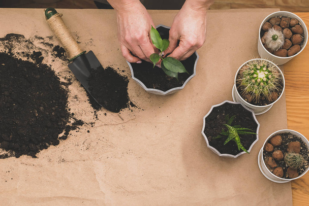 Una donna tiene tra le mani un germoglio verde per piantare in una pentola. Il concetto di giardinaggio domestico. Layout piatto
 - Foto, immagini