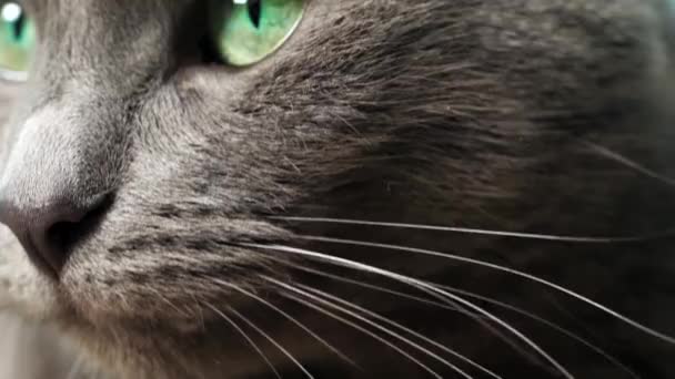 Close-up fotografie van de ogen en neus van de kat, macrofotografie, de kat ligt op de bank - Video