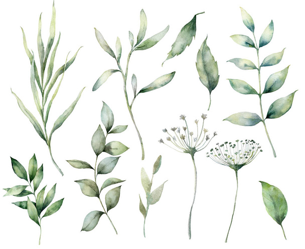 Set of watercolor spring branches and herbs. Hand painted eucalyptus leaves and grass isolated on a white background. Floral illustration for design, print, fabric, or background. Botanical set. - Photo, Image