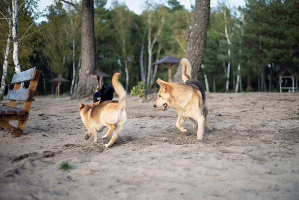 Les chiens se battent sur la rive sablonneuse du lac
. - Photo, image