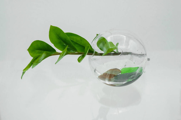 Ramo de Zamioculcas em um vaso redondo decorativo com pedras na água em uma superfície de vidro na Ucrânia
. - Foto, Imagem