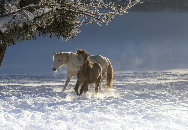 horses in winter forest - Photo, Image