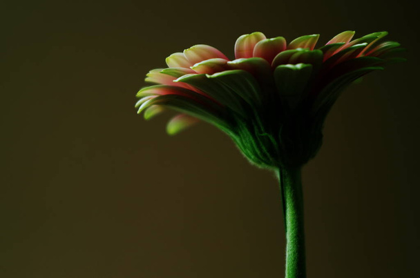 gerbera flower petals, flora - Фото, изображение