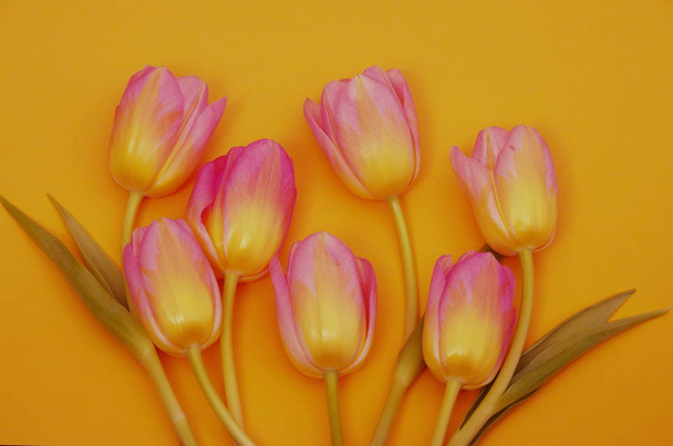 beautiful spring tulips petals, spring flowers - Фото, изображение