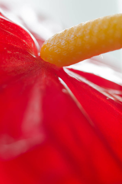 anthurium tropical flower, flora  - Photo, Image