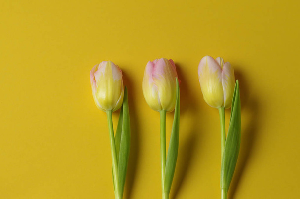 blooming spring tulips flowers - Foto, afbeelding