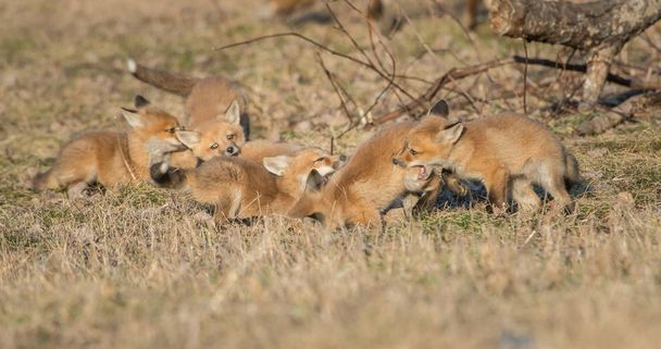 renards roux, animaux. Nature, faune
 - Photo, image
