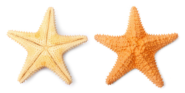 L'étoile de mer commune des Caraïbes
 - Photo, image