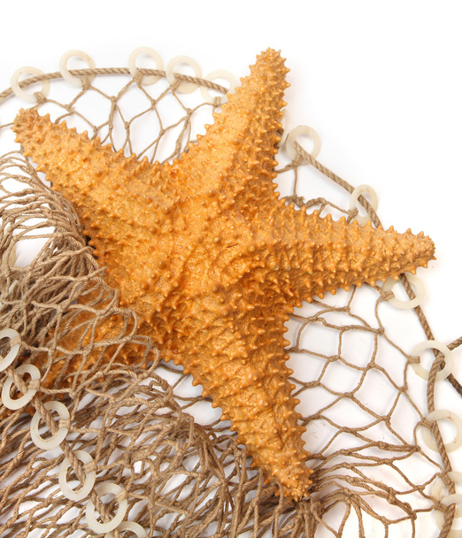 The caribbean starfish - Foto, Bild