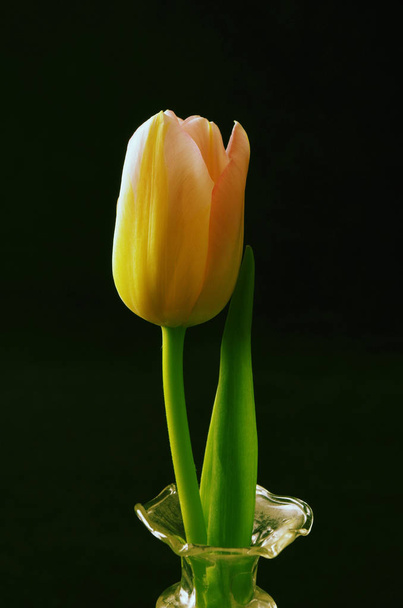 tulips flowers petals, spring flora - Foto, immagini
