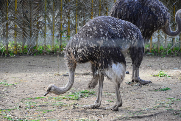 ostrich in the zoo - Foto, Bild