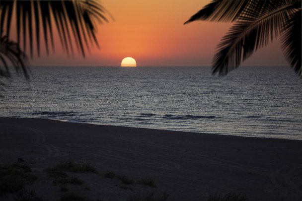Paysage marin le soleil levant et les branches de palmier
. - Photo, image
