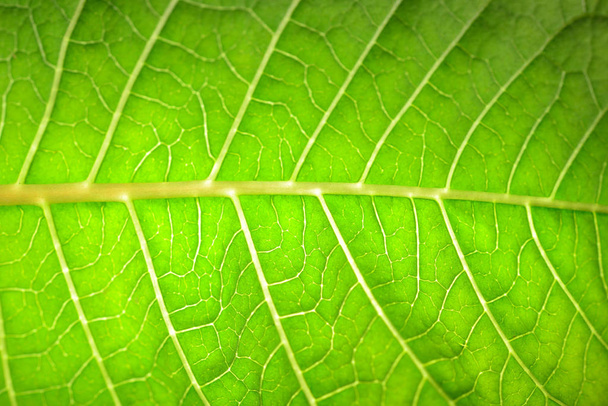 green leaf texture background - Zdjęcie, obraz