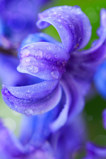 Macro shot of hyacinth with water drops. - Photo, Image