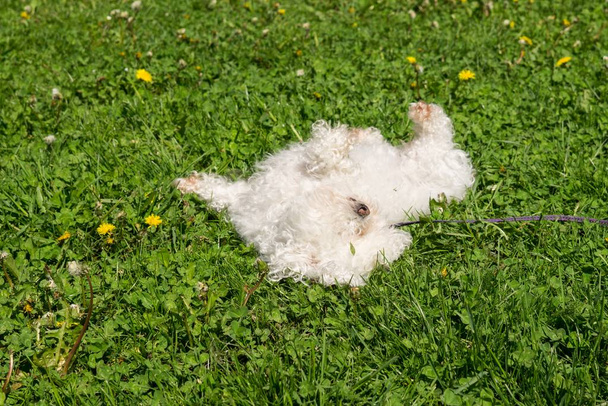 słodkie biały pies zewnątrz w parku. - Zdjęcie, obraz