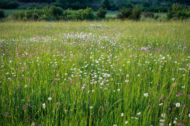 hermosas flores de manzanilla en el prado
 - Foto, imagen