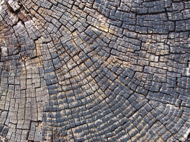 старая потрескавшаяся поверхность древесины с кольцами деревьев и линиями в геометрическом концентрическом рисунке
 - Фото, изображение
