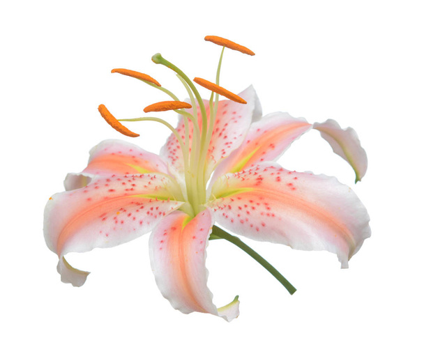  lily flower  - Photo, Image