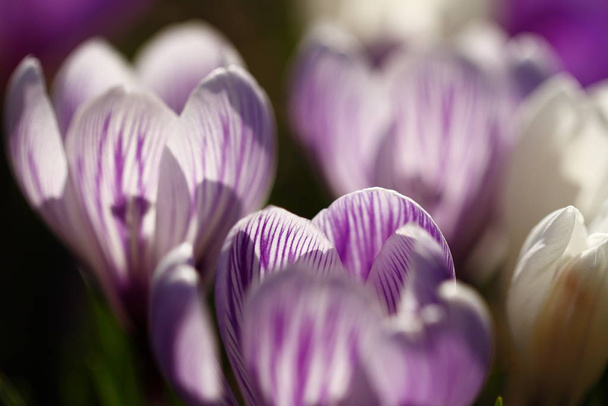 first spring flowers, crocus - Photo, Image