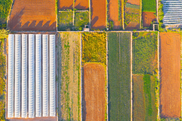 Aerial landbouwlandschap, gescheiden velden door struiken van planten, en naast de kas. - Foto, afbeelding