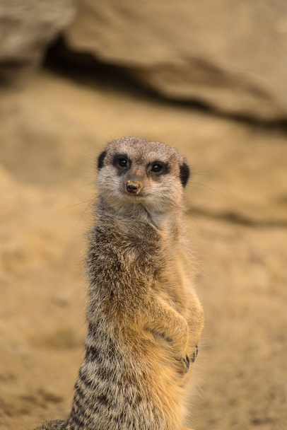 meerkat suricate animal in nature - Zdjęcie, obraz