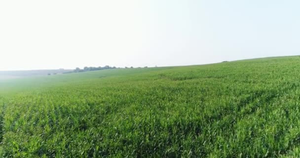 Πράσινα χωράφια καλαμποκιού. Μπλε ουρανός κατά τη διάρκεια της ημέρας. άνοιξη 2019 - Πλάνα, βίντεο