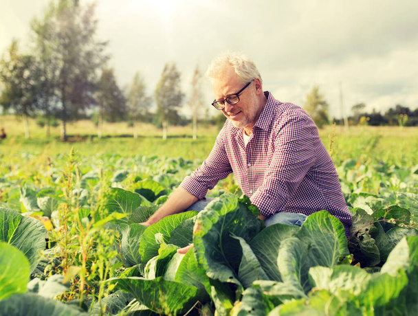 senior man growing white cabbage at farm - Foto, Imagen