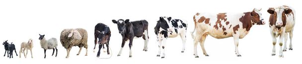 Hospodářská zvířata na bílém pozadí, hospodářská zvířata, kráva - Fotografie, Obrázek