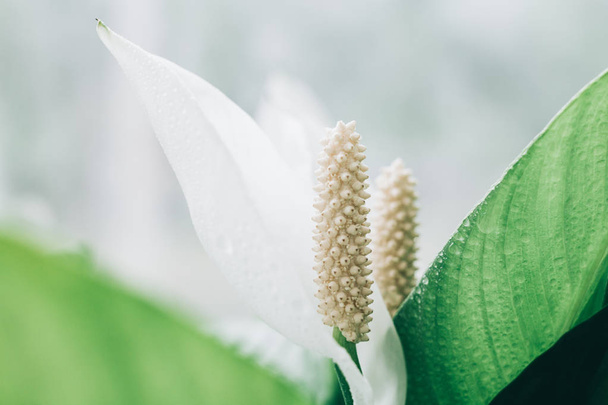 Ανθός Spathiphyllum cochlearispathum Λευκό κρίνο ειρήνης  - Φωτογραφία, εικόνα
