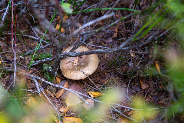 Een paddenstoel verborgen onder twijgen en takken - Foto, afbeelding