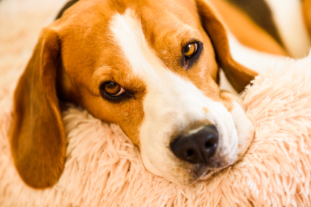 Beagle σκυλί κουρασμένος κοιμάται σε ένα αφράτο κρεβάτι σκυλιών κατσαρά. Κατοικίδια ζώα στο σπίτι έννοια - Φωτογραφία, εικόνα