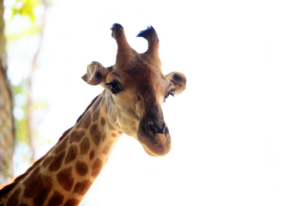 detail záběru žirafy - Fotografie, Obrázek
