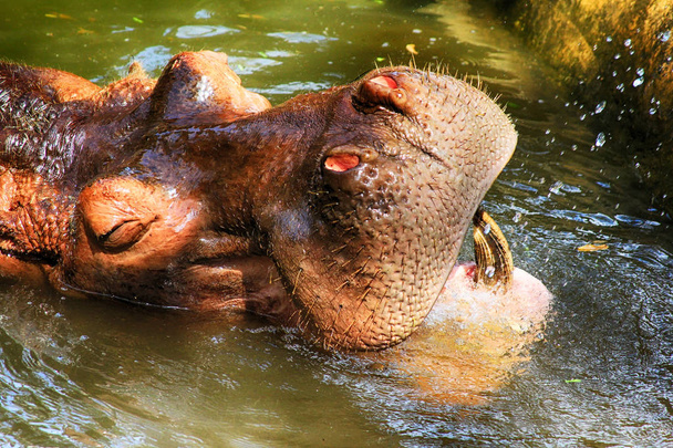 Cabeza de hipopótamo justo encima del agua, mostrando grandes ojos y pelos en
 - Foto, imagen