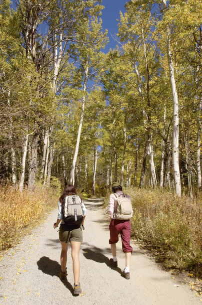 Hikers on path through woodland - Zdjęcie, obraz