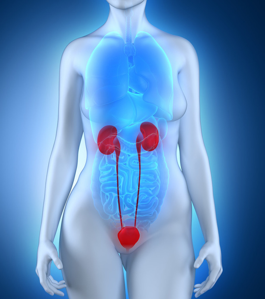 Woman urinary system anatomy - Photo, Image