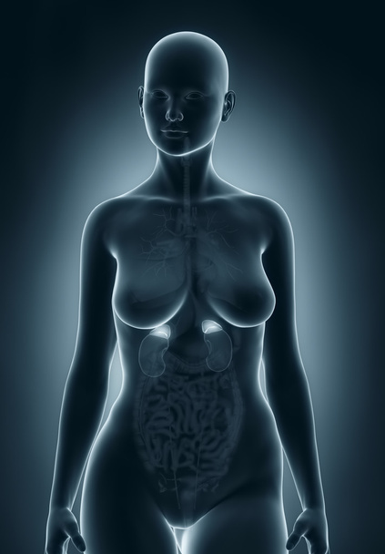 副腎の女性の解剖学 - 写真・画像