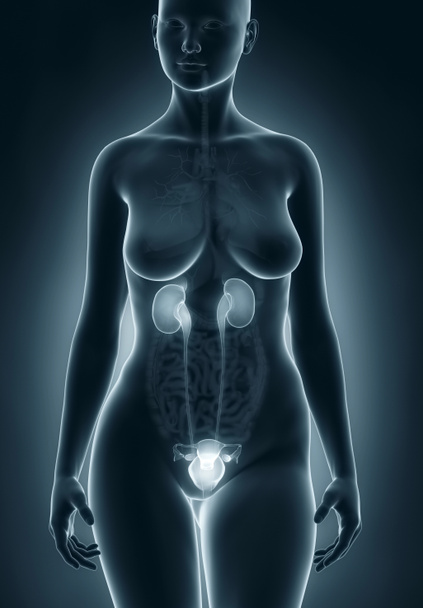 Mujer anatomía urogenital
 - Foto, Imagen