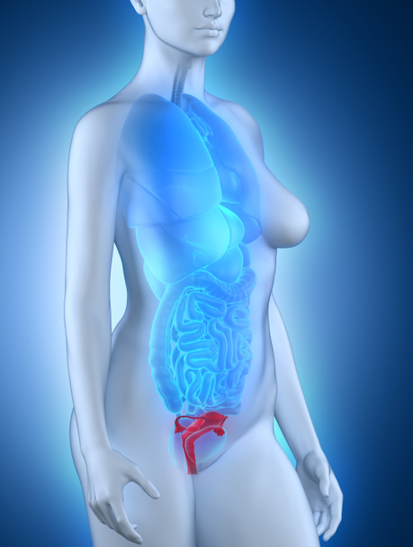 Woman genitalia anatomy - Photo, Image